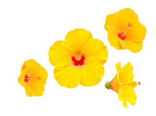 Four striking yellow hibiscus flowers displayed from multiple angles including a bud. © Samantha