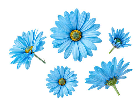 Stunning collection of five blue daisies with yellow centers and green foliage.