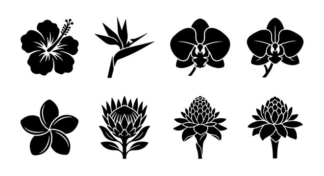 Tropical Flower Silhouettes Collection: Exotic Floral Icons for Design, Hibiscus, Orchid, Protea, Ginger, Plumeria, Bird of Paradise Vector Set