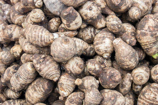 Pile of fresh Colocasia esculenta taro root corms with earthy skin texture.