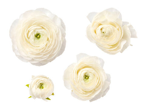 A beautiful group of delicate white ranunculus flowers in varying sizes, showing elegance and soft petals.