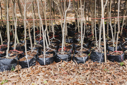 Rows of young tree in black nursery bags wait to be planted.