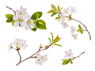 Obraz premium Fresh white cherry blossom branches with young green leaves, signaling the arrival of spring season.