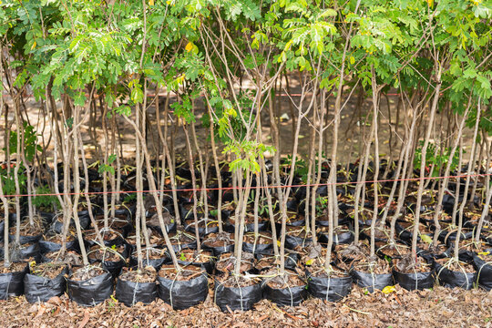 Rows of young tree in black nursery bags wait to be planted.