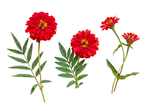 Collection of red zinnia flowers with attached green stems and fresh foliage.
