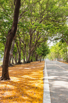 A scenic road through a green trees with golden fallen blossoms.