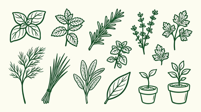 A collection of various fresh herbs and young plants in pots, illustrated in a simple, clean line art style with a green color palette.