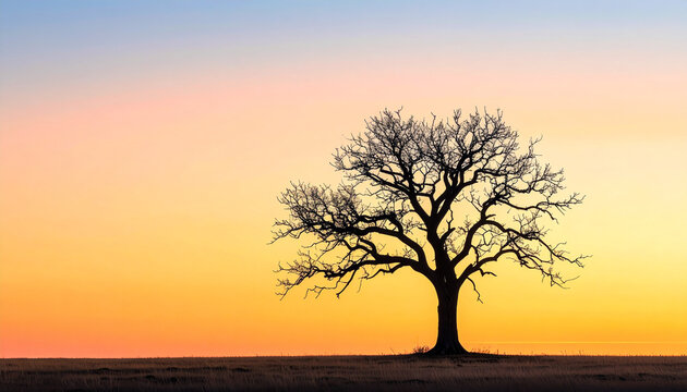 A lone leafless tree silhouette against a vibrant sunset sky.
