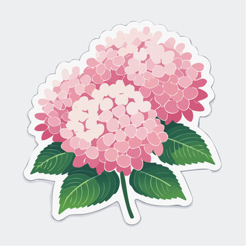 Pink Hydrangea Flower Illustration