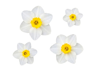 Fototapeta premium Four individual white narcissus flowers (daffodils) with bright yellow centers, isolated on a transparent background.