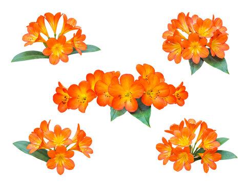 Vibrant orange clivia miniata flowers and lush green leaves, isolated on transparent background for diverse designs.