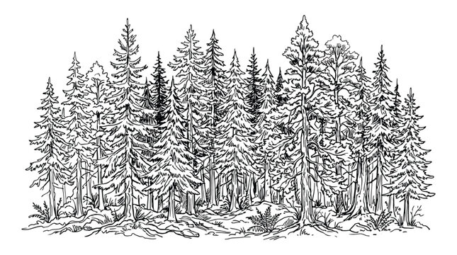 Hand drawn forest landscape with coniferous trees, pine and spruce trees, sketch style illustration