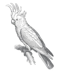 Vintage cockatoo bird perched on branch engraving art isolated illustration. © Joydeb
