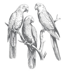 Tropical parrot set hand drawn vector illustration. Vintage parrots perched on branch engraving. © Joydeb