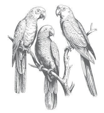 Tropical parrot set hand drawn vector illustration. Vintage parrots perched on branch engraving.
