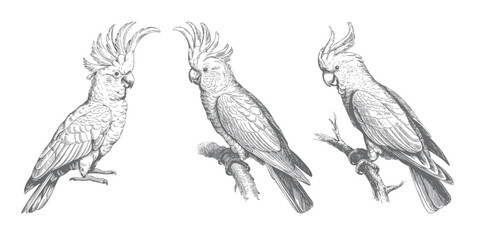 Tropical parrot set hand drawn vector illustration. Vintage parrots perched on branch engraving. © Joydeb