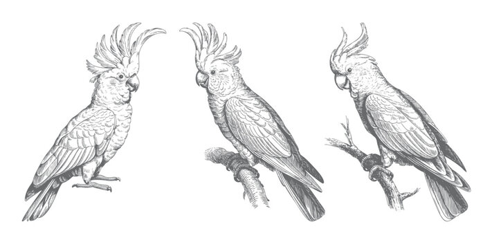 Tropical parrot set hand drawn vector illustration. Vintage parrots perched on branch engraving.