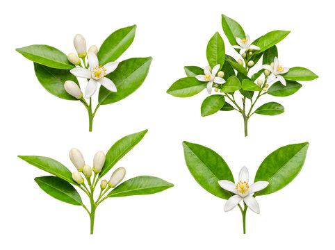 Collection of fresh orange blossom branches with blooming flowers, lush green leaves, and delicate buds.