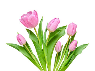 Obraz premium A beautiful bunch of vibrant pink tulips with fresh green leaves and sturdy stems, isolated on a transparent background.