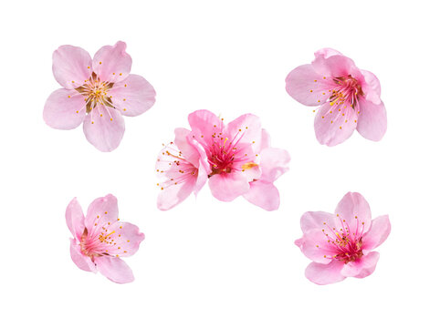 Five lovely pink cherry blossom flowers with delicate petals and bright yellow stamens.