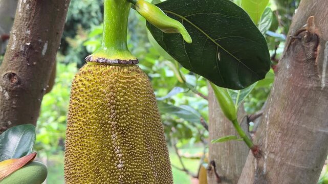 Large immature jackfruit or Artocarpus heterophyllus grows directly from the trunk surrounded by branches and lush canopy inside a productive orchard area. Fruit cultivation.