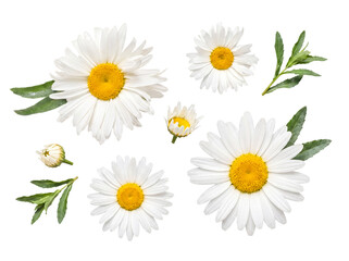 Fototapeta premium A delightful collection of white daisy flowers and green leaves.