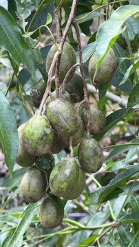 Vertical shot of a dense Spondias dulcis cluster growing on a branch among green vegetation within a managed tropical plantation. Crop production.