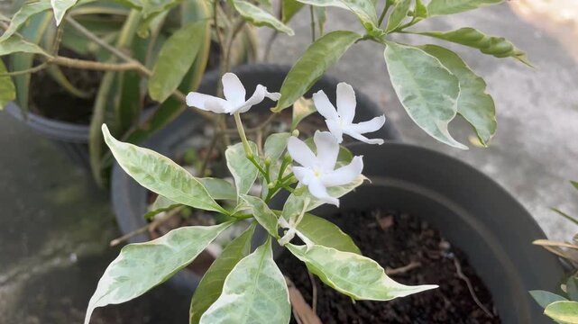 White Crape Jasmine Flowers in a Pot