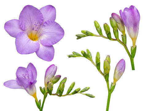 Close up view of purple freesia flowers in bloom with developing green buds, isolated on a transparent background.