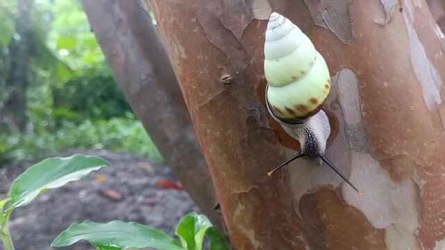 macro photo of a white snail, tree snail (amphidromus perversus) on a tree, slow but safe