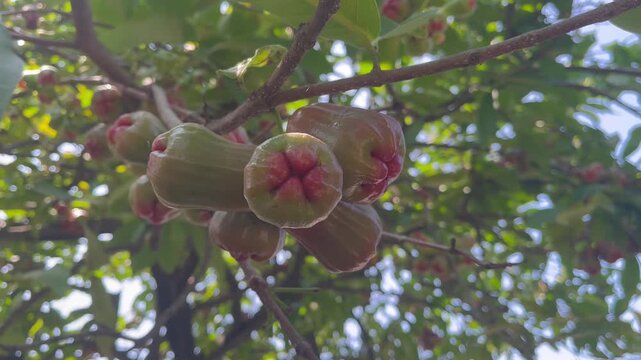 Fresh Red Water Apple Fruit on Tree