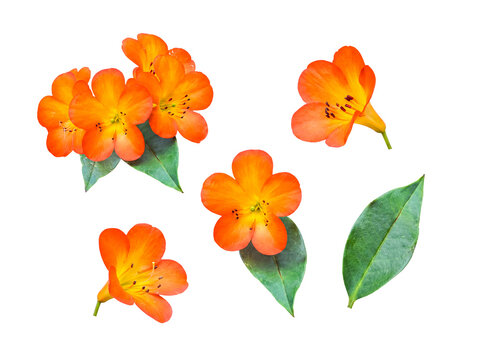 Isolated orange clivia miniata flowers and vibrant green leaf on a transparent background for creative design.