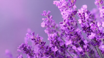 Obraz premium Purple Lavender Bloom: A close-up showcases vibrant, fragrant lavender blossoms in full bloom, their delicate purple hues filling the frame, creating a sense of serenity.