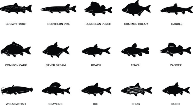 Minimal European Freshwater Fish Icons Set - Solid Silhouette River Fish Vector 15 Icons Grid