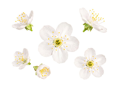 Exquisite white cherry blossom flowers blooming beautifully in spring, isolated on a versatile transparent background.