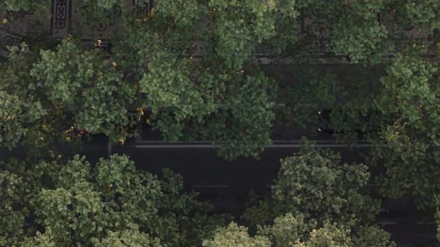 Aerial view of Avenida da Liberdade with dense green trees lining the urban street in Lisboa, Lisboa, Portugal.