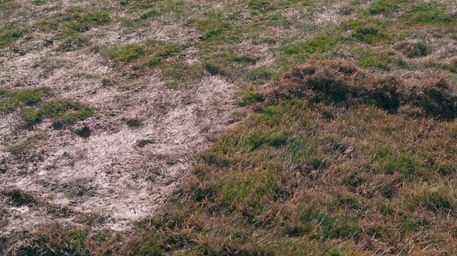 Lawn before and after raking. Grass maintenance after winter