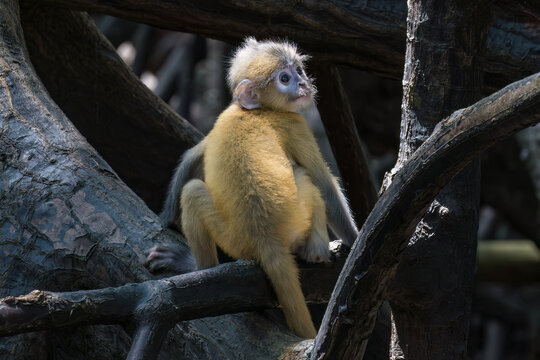 Baby a dusky leaf monkey (Trachypithecus obscurus) in the mangrove forest on Railay Beach, Railay, Krabi, southern Thailand. Also called Spectacled Langur, it is an endangered species. 
