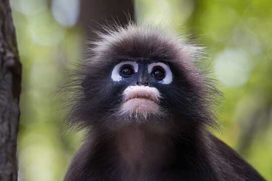Closeup portrait of a dusky leaf monkey (Trachypithecus obscurus) in the mangrove forest on Railay Beach, Railay, Krabi, southern Thailand. Also called Spectacled Langur, it is an endangered species. 