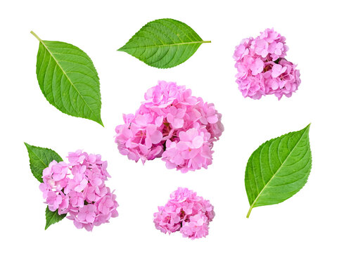 Assortment of vibrant pink hydrangea flower clusters and lush green leaves, isolated on transparent background.