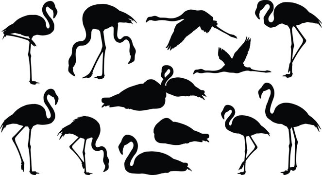 Bird silhouette vector collection, flamingo poses, flying and standing birds, elegant shapes, black design, nature theme, wildlife illustration, artistic concept