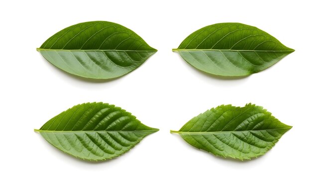 Collection of Fresh Green Organic Leaves with Different Leaf Shapes and Textures