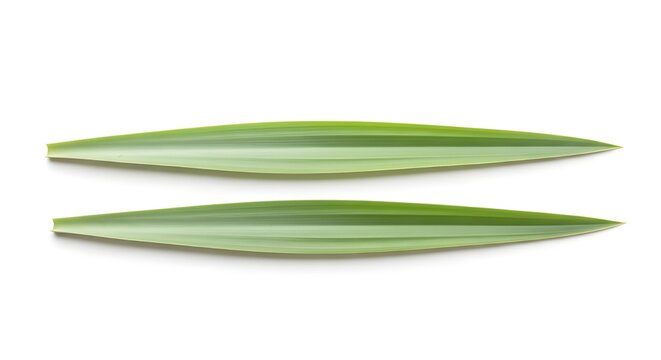 Two fresh green pandan leaves isolated on white background