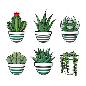Collection of Potted Succulent Plants and Cacti Illustrations in Green Striped Pots Including Aloe Vera String of Pearls and Haworthia Design