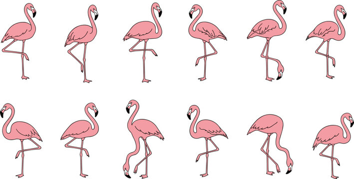 Pink flamingos in different poses, standing on one leg, vector illustration