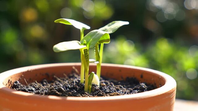 A young seedling sprouts in a clay pot. Leaves are bright green