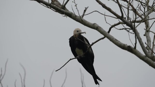 Female Great Frigatebird Perched on Dry Branch Looking at Camera Against Cloudy Sky