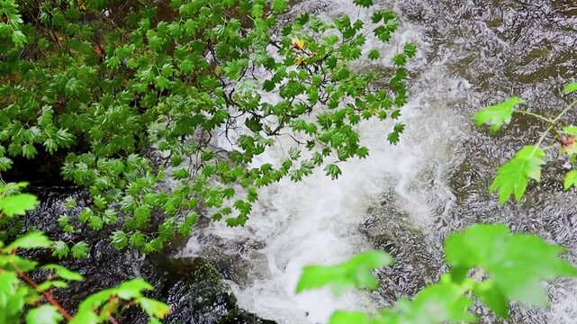 Olympic peninsula