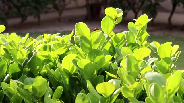 Close up of green leaf's Closeup video of tree green leafs Fresh green leafs on background green grass in the garden