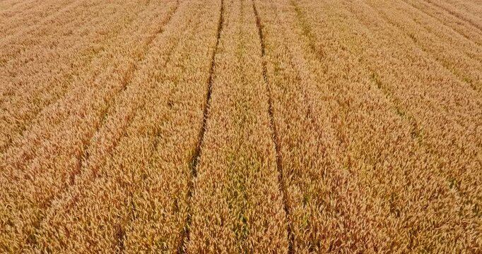 Aerial view of vast golden wheat fields at harvest in a rural agricultural landscape.